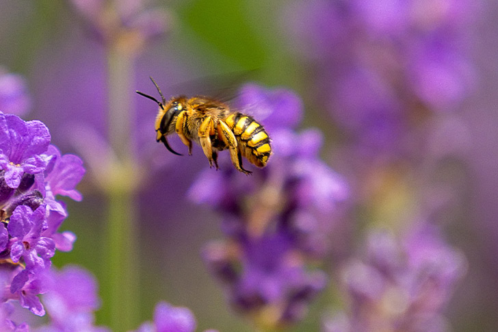 A bee with some purple flowers in the background.